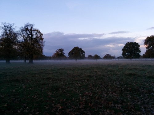 fog-Bushy-Park