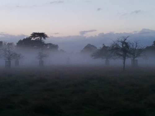 foggy-Bushy-Park-Trees