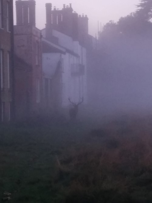 stag_in_fog